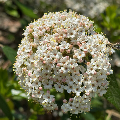 Gpod bromer viburnum c397 burkwoodii thumb 1x1.jpg