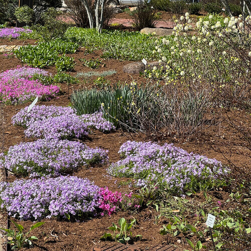 Gpod bromer creeping phlox in park thumb 1x1.jpg