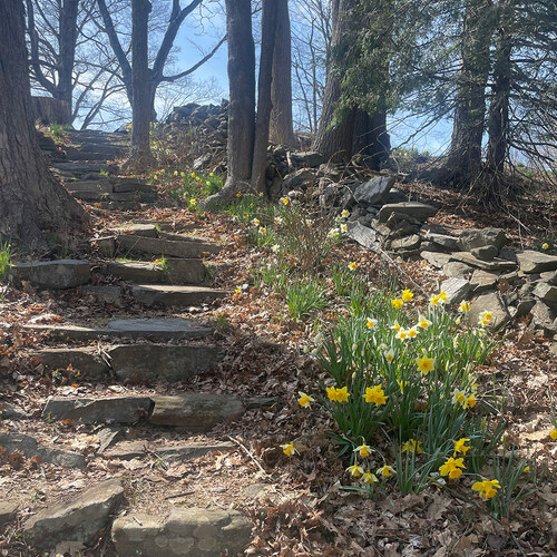 Gpod hayes daffodils along stairs thumb 1x1.jpg