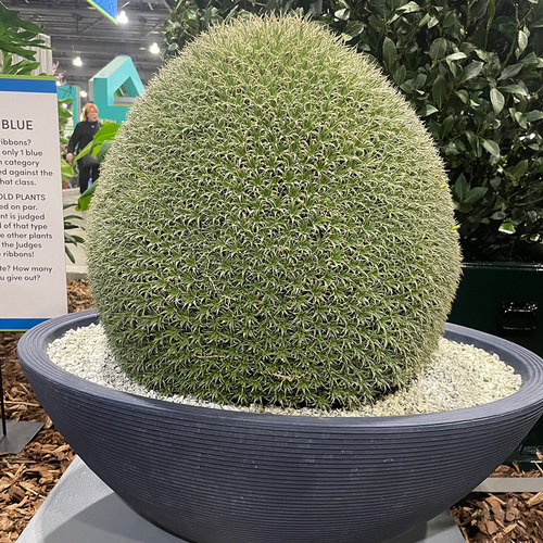 Gpod hayes deuterocohnia brevifolia thumb 1x1.jpg