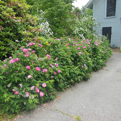 Gpod mellen 14 rosa mundi hedge thumb 1x1.jpg