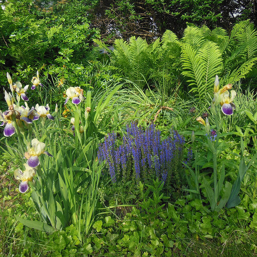 Gpod mellen 4 bearded iris and salvia thumb 1x1.jpg