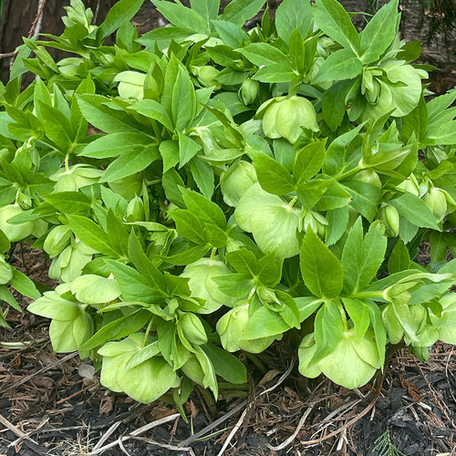 Gpod molin hellebore helleborus cyclophyllus thumb 1x1.jpg