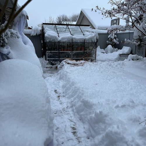 Gpod ong p6 4 cleared snow path to greenhouse thumb 1x1.jpg