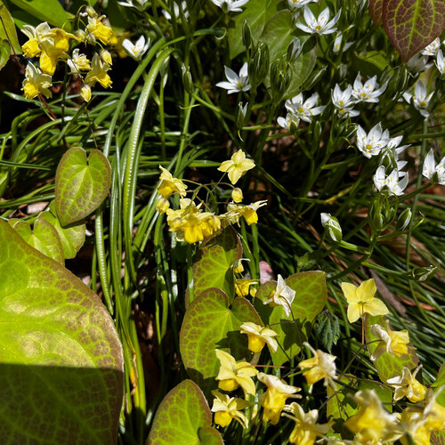Gpod schmidt 4 epimedium versicolor sulphureum and ornithogalum umbellatum thumb 1x1.jpg