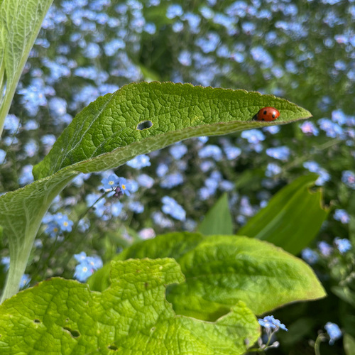 Gpod schneider 2 lady bug thumb 1x1.jpg