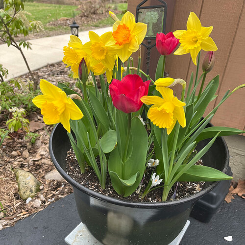 Gpod strohmeyer 2 crocuses daffodils tulips container thumb 1x1.jpg