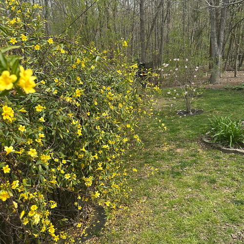 Gpod tucker 16 carolina jasmine thumb 1x1.jpg