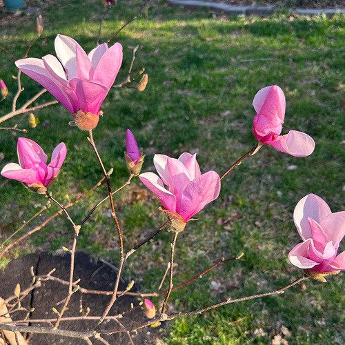 Gpod tucker 3 magnolia liliiflora thumb 1x1.jpg