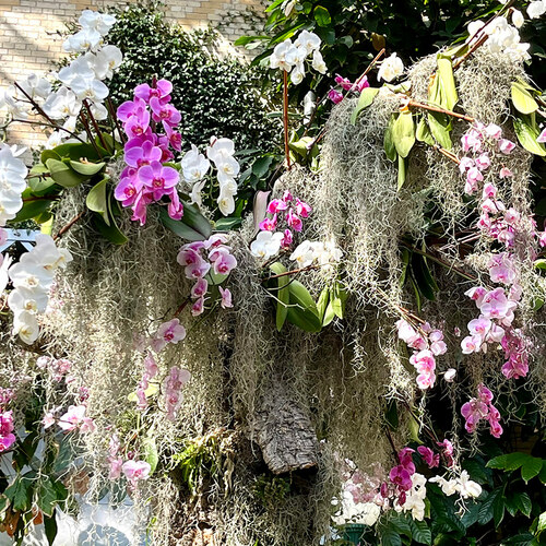 Gpod watson moth orchids thumb 1x1.jpg