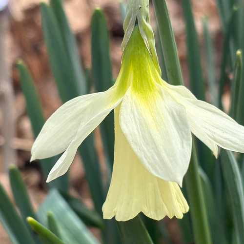 Gpod zambelli mudry p2 4 white narcissus thumb 1x1.jpg