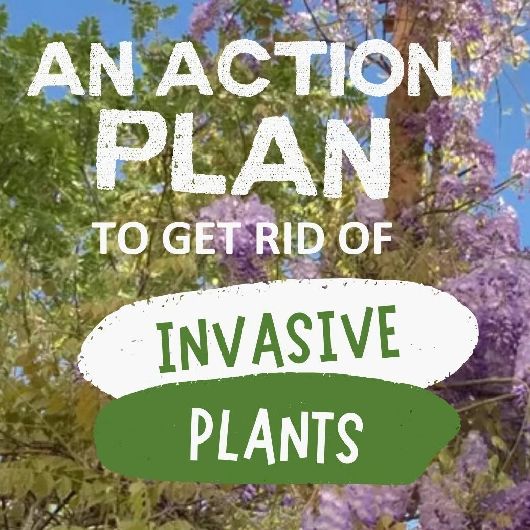 Invasive plant main sq e1743528221386.jpg