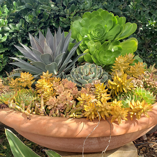 Photo 1 aeoniums with mixed succulents make stunning containers thumb 1x1.jpg