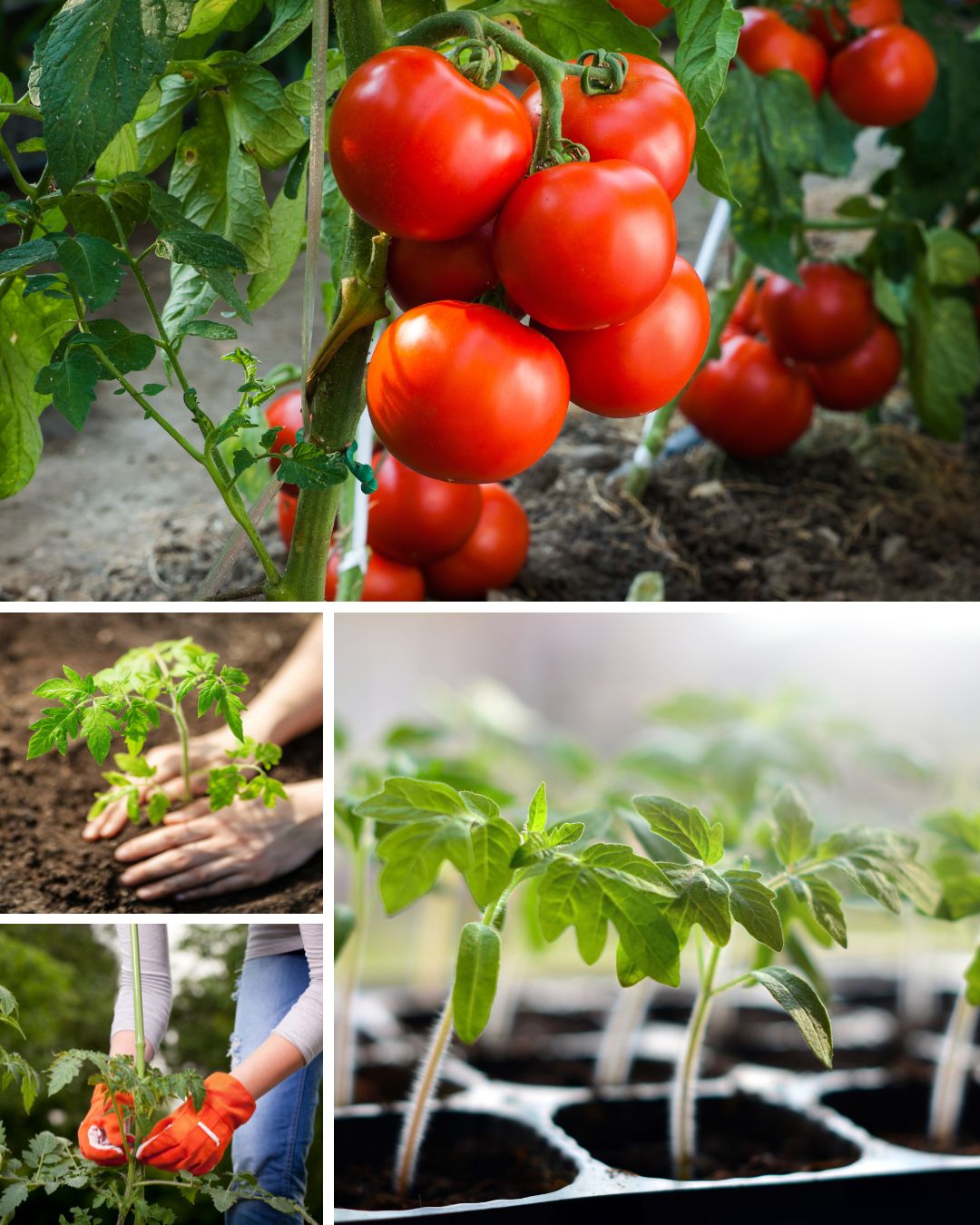 Ttlid 60477 right way to plant tomatoes t1.jpg