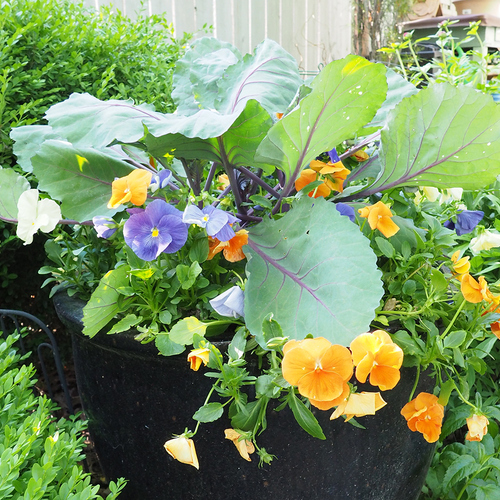 01 rgmw pansies with cabbage marti neely design thumb 1x1.jpg