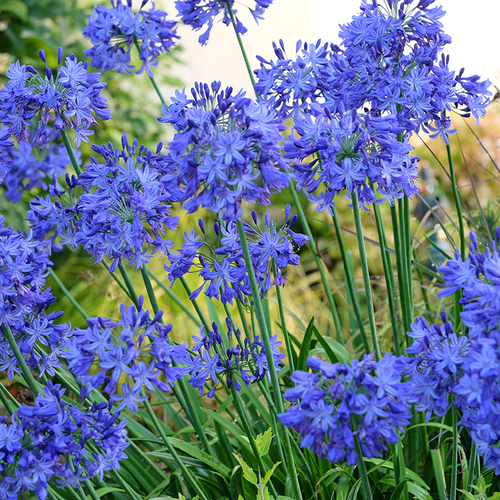 01 rgpnw susan.calhoun. agapanthus sweep thumb 1x1.jpg