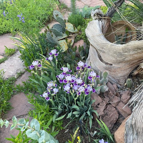 01 rgsw miniature tall bearded borders a xeric bed with cactus thumb 1x1.jpg