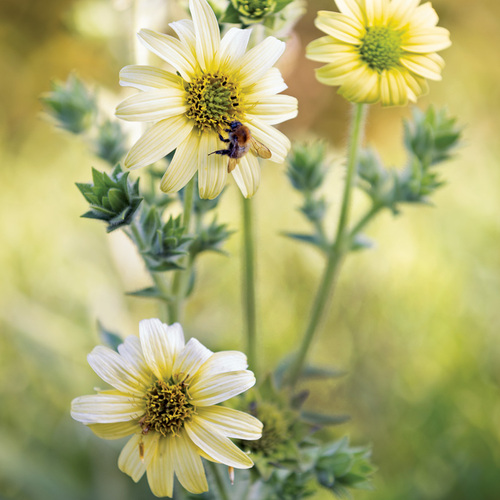 Fg224ha mohrs rosinweed rbd100823 228 richard bloom feature thumb 1x1.jpg