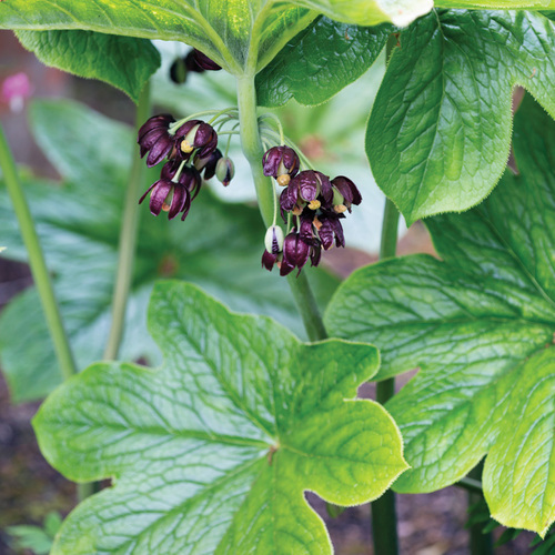 Fg224scp northern chinese mayapple rbd170516 74 richard bloom thumb 1x1.jpg