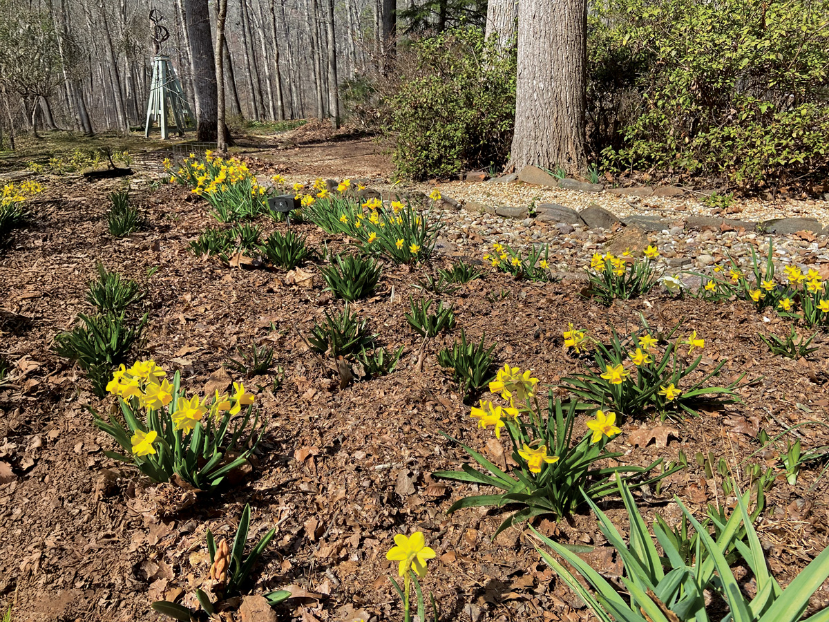 Fg224tp woodland mulch ctsy of katherine coker.jpg