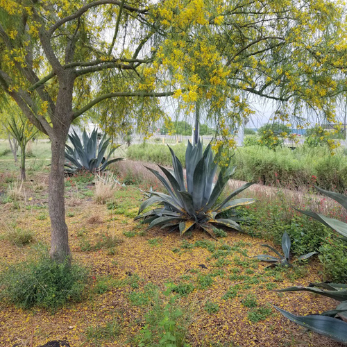 Gpod adam parkinsonia aculeata and agave americana thumb 1x1.jpg