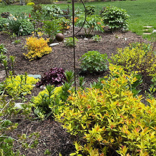 Gpod buckley golden spiraea in garden thumb 1x1.jpg