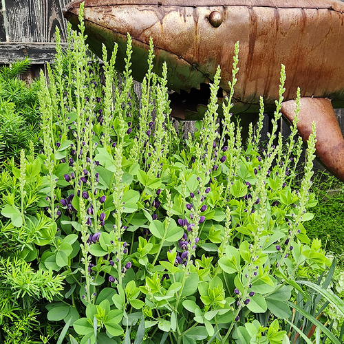 Gpod caruthers sparkling sapphire baptisia 2 thumb 1x1.jpg
