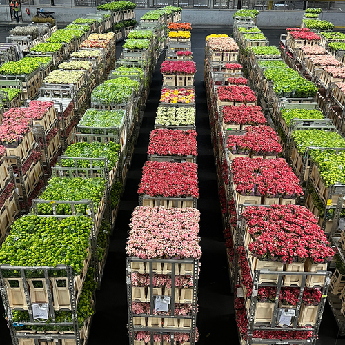 Gpod dewitt royal floraholland 2 thumb 1x1.jpg
