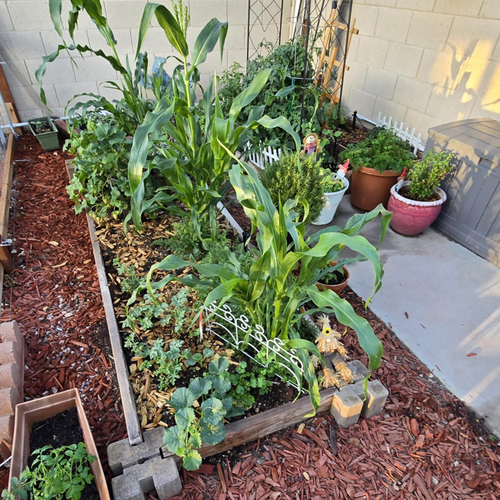 Gpod fountain vegetable garden thumb 1x1.jpg