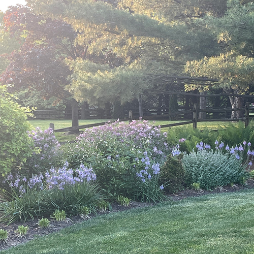 Gpod molin blue camassia border thumb 1x1.jpg