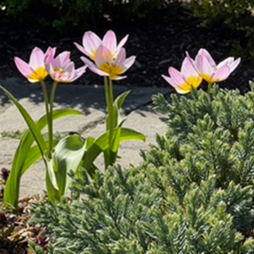 Gpod northup tulip lilac wonder thumb 1x1.jpg