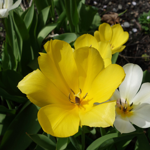 Gpod owen opened tulips thumb 1x1.jpg