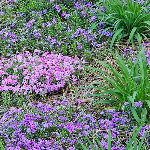 Gpod prince phlox subulata thumb 1x1.jpg