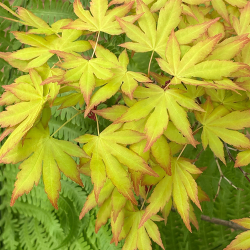 Gpod zambelli 2 acer palmatum orange dream thumb 1x1.jpg