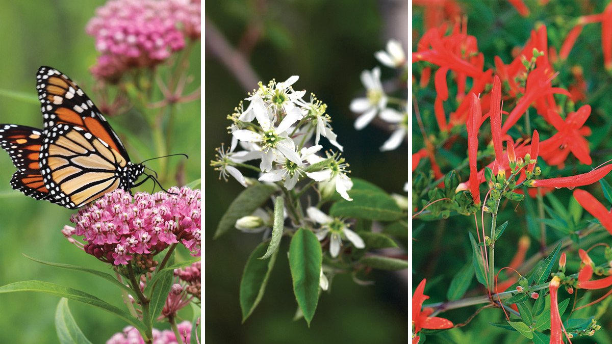 Regional low maintenance plants collage.jpg