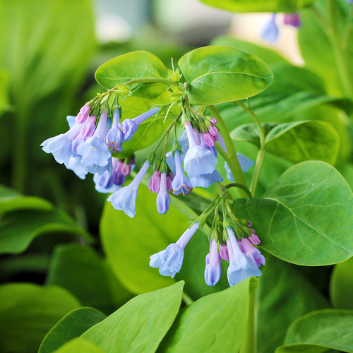 01 rgse cheyenne wine bluebells in bloom thumb 1x1.jpg