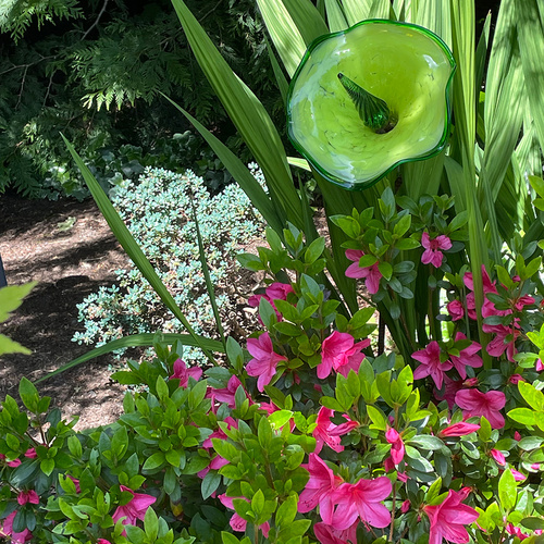 Gpod johnson 3 bright pink azaleas 2 thumb 1x1.jpg