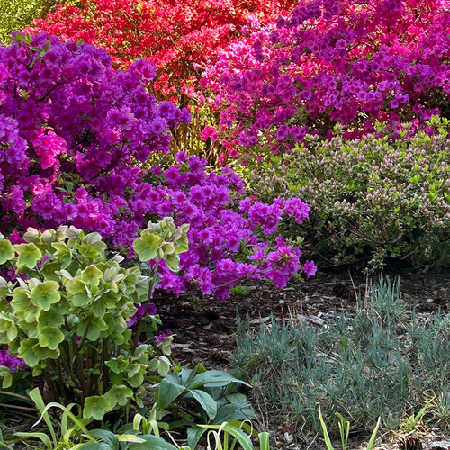 Gpod mears spring flowering shrubs thumb 1x1.jpg