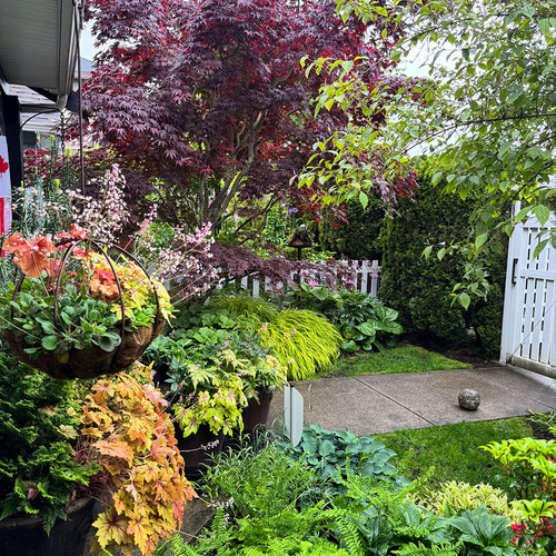Gpod ong 8 colorful folaige plants 2 thumb 1x1.jpg