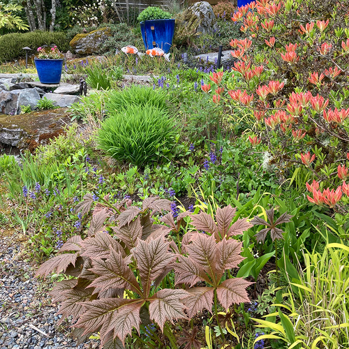 Gpod raulerson 4 rotlaub rodgersia thumb 1x1.jpg