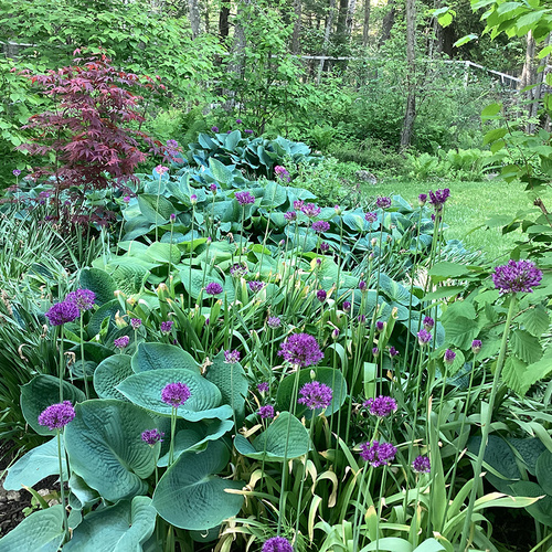 Gpod skup 5 alliums and hostas thumb 1x1.jpg