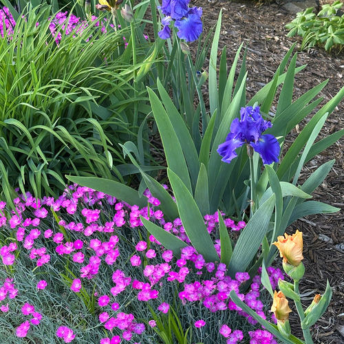 Gpod tucker dianthus firewitch blatant and blue rhythm iris thumb 1x1.jpg