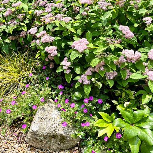 Gpod watson 5 double play big bang spirea thumb 1x1.jpg