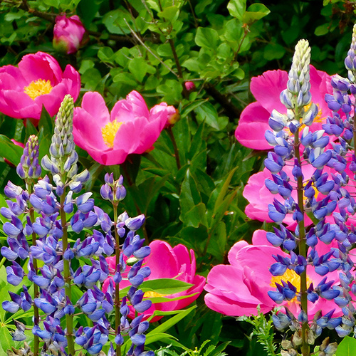 Gpod weirether 7 lupine and peonies thumb 1x1.jpg