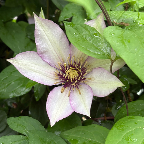 Gpod zambelli mudry 6 clematis samaritan jo thumb 1x1.jpg