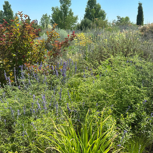 01 RGMTW IMG 9005 Asparagus in perennial bed Bryan Fischer thumb