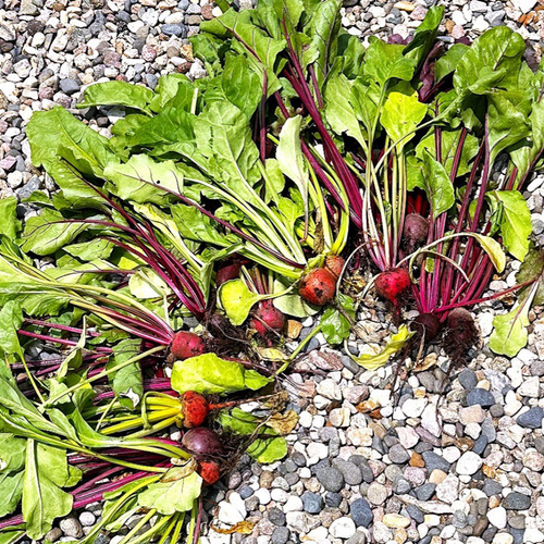 01 RGMW Picture1 Beets Neely thumb