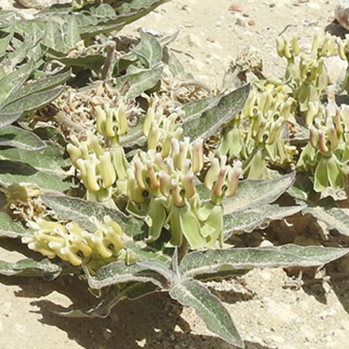 01 rgsw asclepias prostrata in habitat 16x9 1 thumb 1x1.jpg