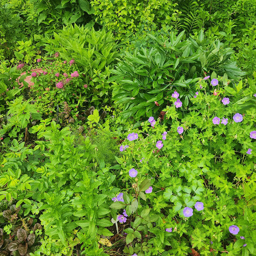 GPOD Brisport 1 4 geranium thumb