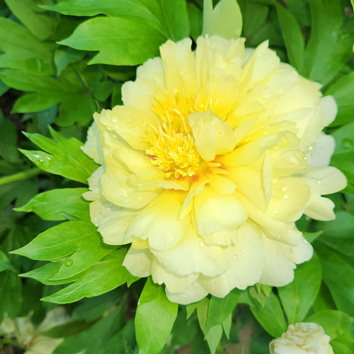 GPOD Brisport 2 2 Bartzella peony thumb